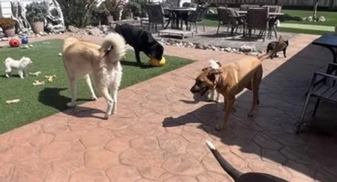 Allie's Doggie Day Camp